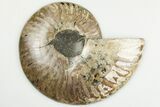 5" Cut & Polished Ammonite Fossil (Half) - Madagascar - #200074-1